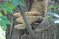 Polyporus squamosus image