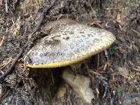 Suillus punctatipes image