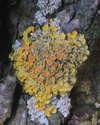 Xanthoria parietina var. parietina image