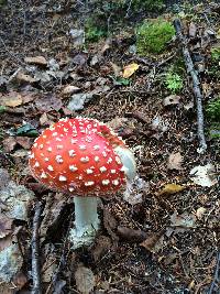 Amanita muscaria image