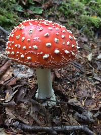 Amanita muscaria image