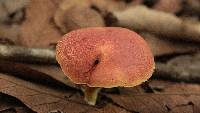 Boletus rubellus image