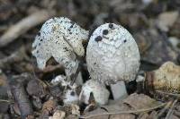 Coprinus comatus image