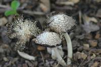 Coprinus comatus image