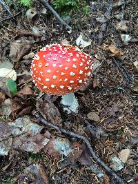 Amanita muscaria image