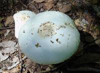 Chlorophyllum molybdites image