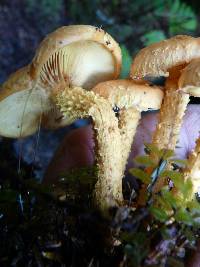 Pholiota flammans image