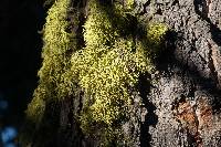 Letharia vulpina image
