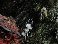 Mucronella calva image