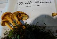 Pholiota flammans image