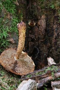 Hemistropharia albocrenulata image