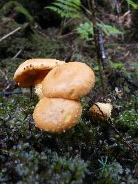 Pholiota flammans image