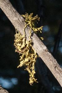 Letharia columbiana image