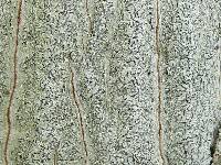 Graphis scripta image