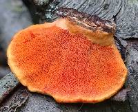 Pycnoporus cinnabarinus image