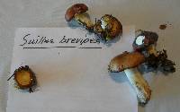 Suillus brevipes image