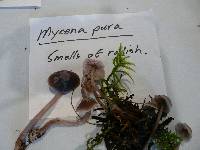 Mycena pura image