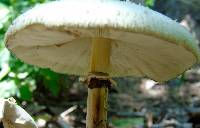 Chlorophyllum molybdites image