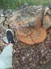 Ganoderma applanatum image