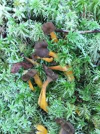 Craterellus tubaeformis image