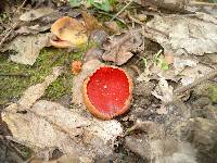 Sarcoscypha coccinea image