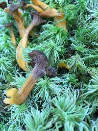 Craterellus tubaeformis image