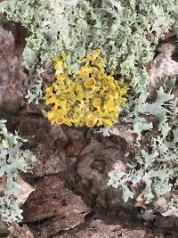 Xanthoria parietina var. parietina image