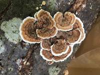 Trametes versicolor image