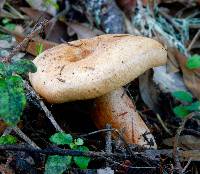 Lactarius rubrilacteus image