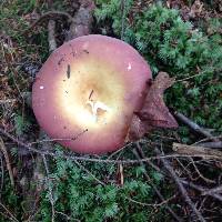 Russula paludosa image