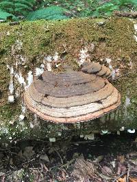 Ganoderma applanatum image