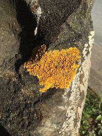 Xanthoria parietina var. parietina image