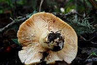 Lactarius alnicola image