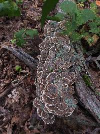 Trametes versicolor image