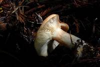 Lactarius xanthogalactus image