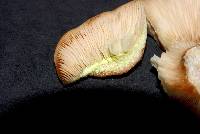 Lactarius xanthogalactus image