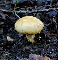 Lactarius alnicola image