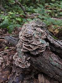 Trametes versicolor image