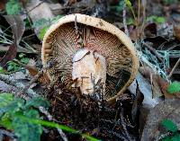 Lactarius rubrilacteus image