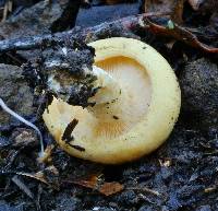 Lactarius alnicola image