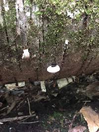 Ganoderma applanatum image