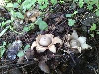 Geastrum saccatum image