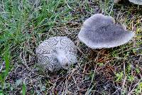 Tricholoma terreum image