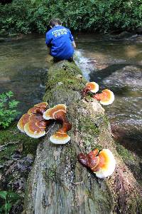 Ganoderma tsugae image