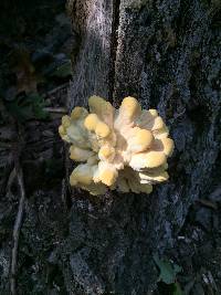 Laetiporus sulphureus image