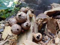 Lycoperdon pyriforme image
