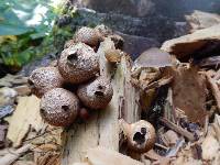 Lycoperdon pyriforme image