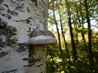 Fomes fomentarius image