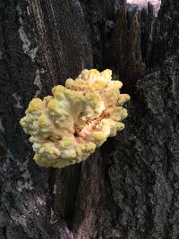 Laetiporus sulphureus image