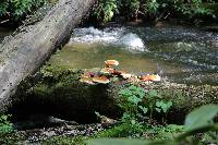 Ganoderma tsugae image